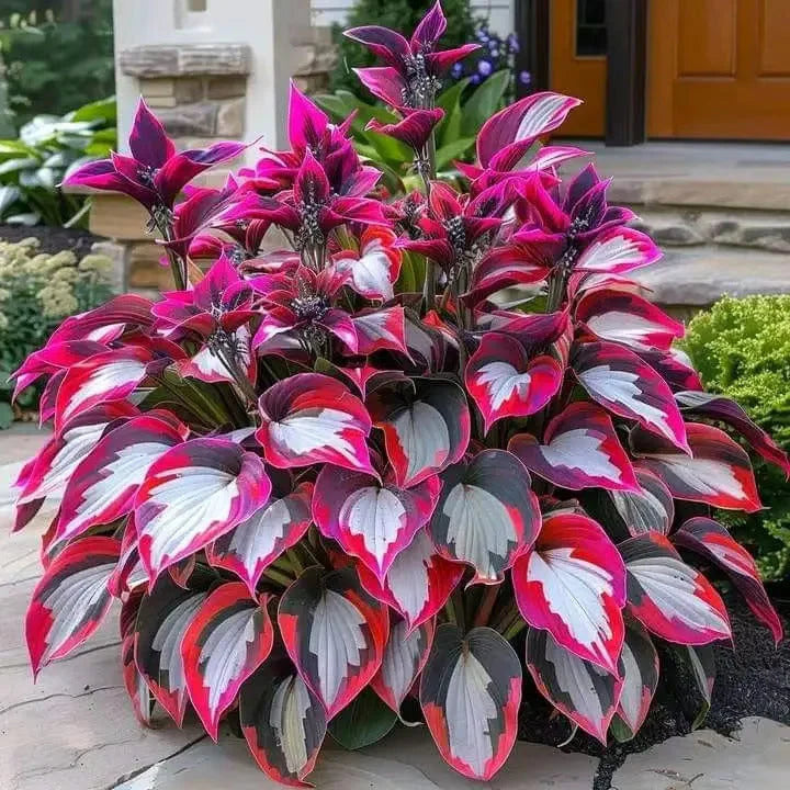 🌿Semillas de Hosta Coleus raras para jardines de sombra exuberantes💖 OFERTA 2X1