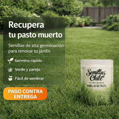 🌱Semillas de Césped Autoreparable - 300 SEMILLAS - Cubre hasta 15 m2 OFERTA 2X1