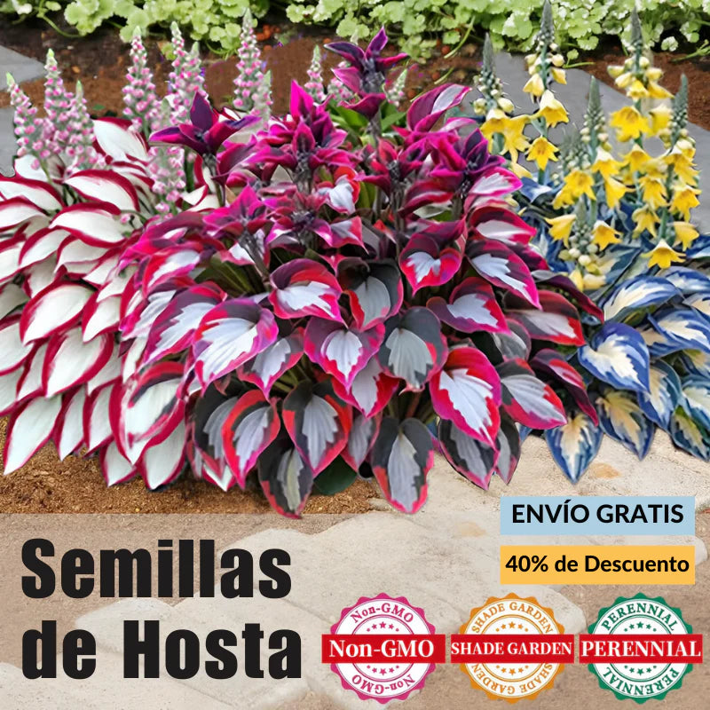🌿Semillas de Hosta Coleus raras para jardines de sombra exuberantes💖 OFERTA 2X1