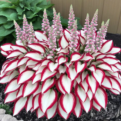 🌿Semillas de Hosta Coleus raras para jardines de sombra exuberantes💖 OFERTA 2X1