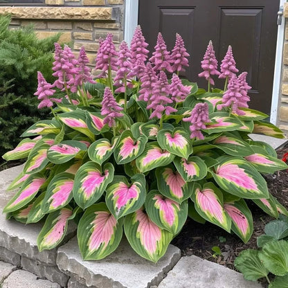 🌿Semillas de Hosta Coleus raras para jardines de sombra exuberantes💖 OFERTA 2X1