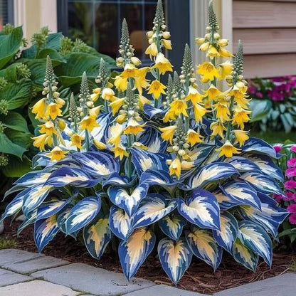 🌿Semillas de Hosta Coleus raras para jardines de sombra exuberantes💖 OFERTA 2X1