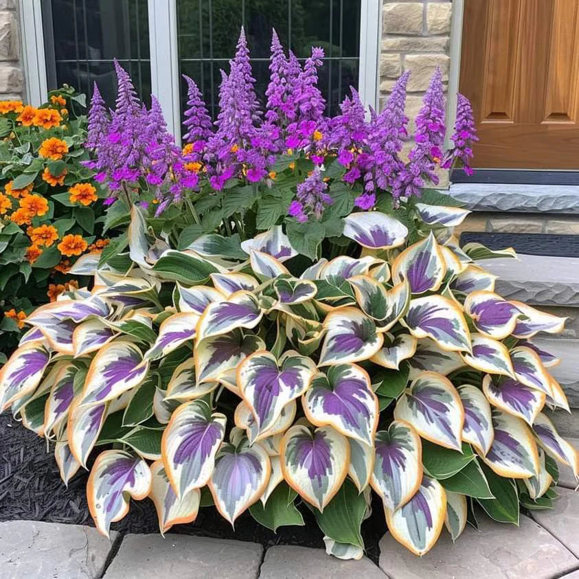 🌿Semillas de Hosta Coleus raras para jardines de sombra exuberantes💖 OFERTA 2X1